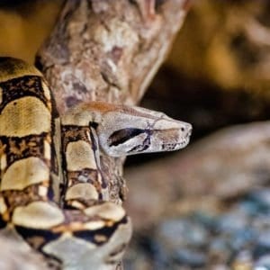 REPTILE AND AMPHIBIAN EXHIBITION