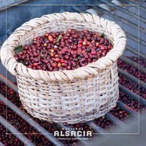Starbucks Hacienda Alsacia Coffee Tour