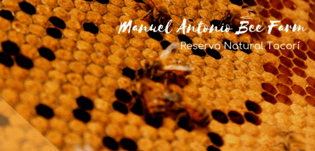 Manuel Antonio Bee Farm & Apinatura Products
