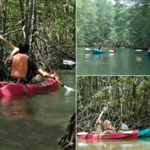 Mangrove Kayaking Tour