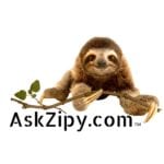 Ask Zipy